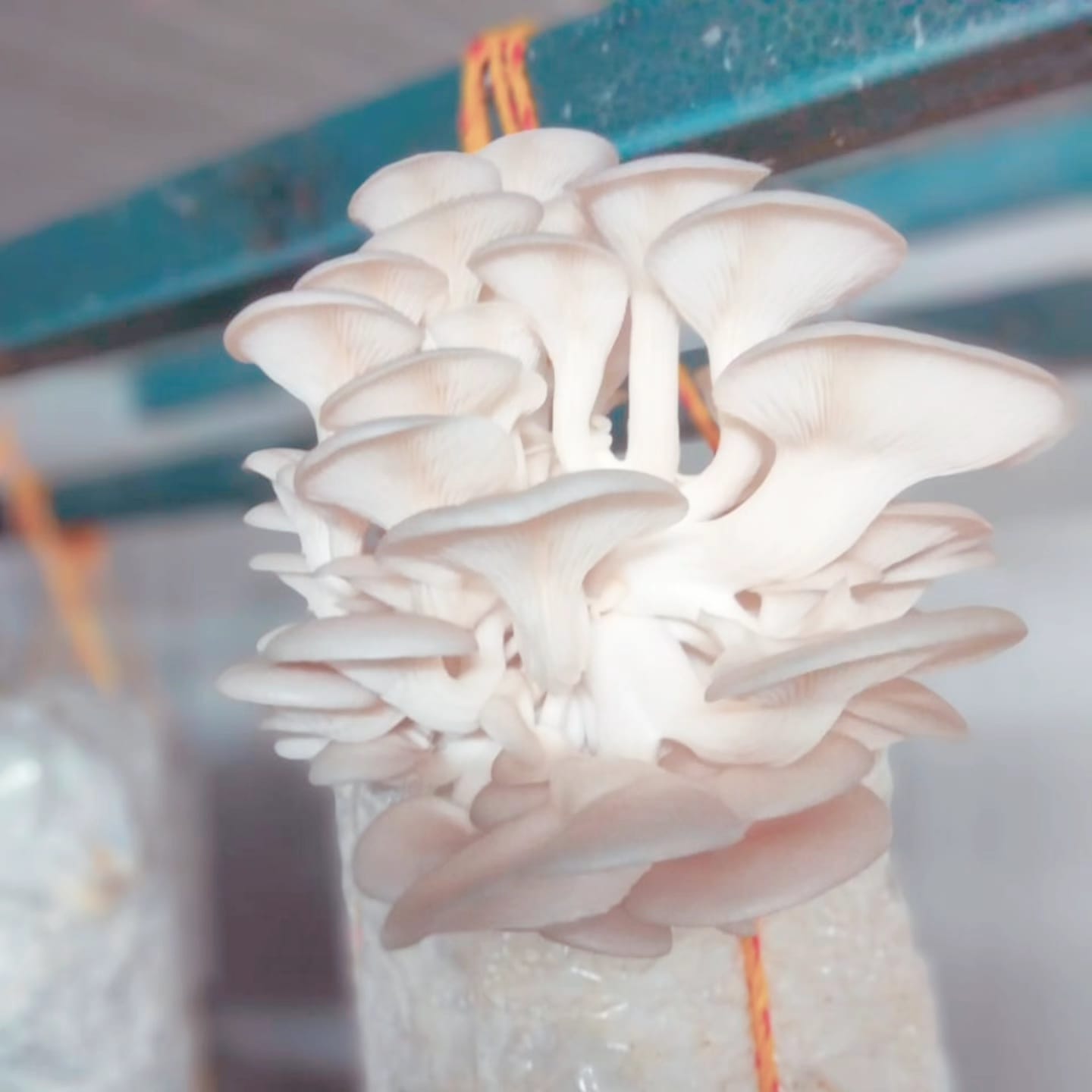 Beautiful Oyster Mushroom